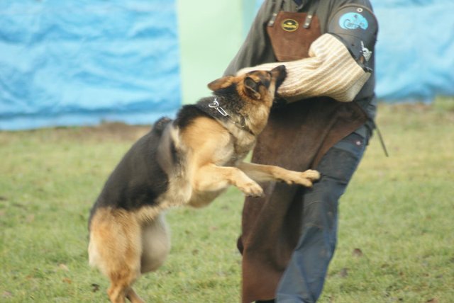 img00183.jpg