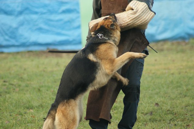 img00184.jpg