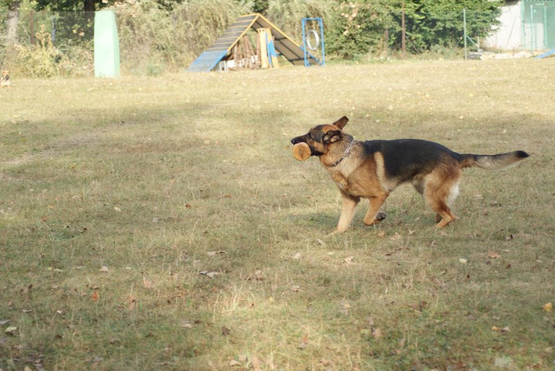 Výcvik  - 26.9. a 3.10. 2009