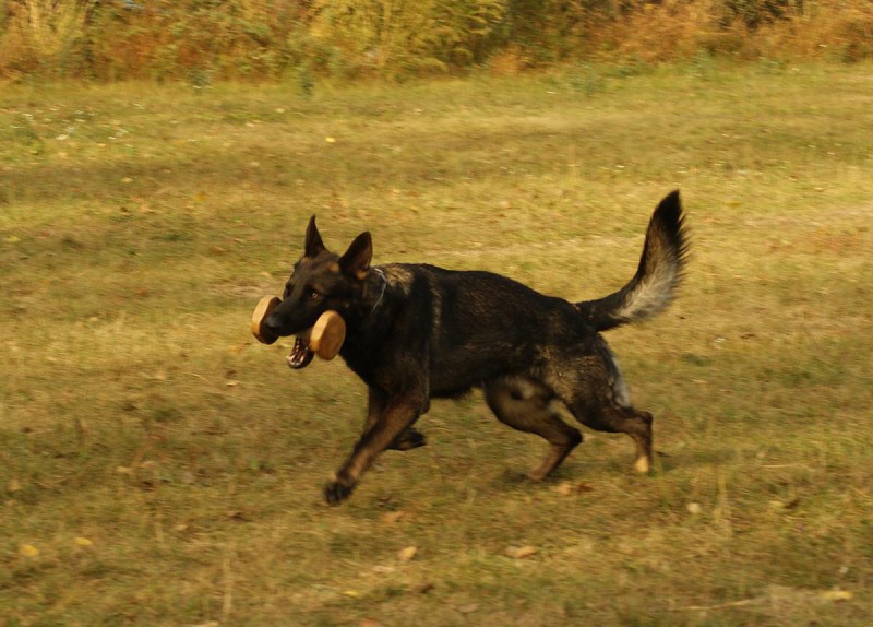 Výcvik  - 26.9. a 3.10. 2009