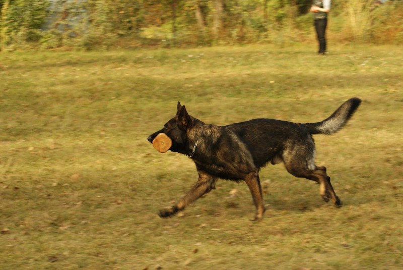Výcvik  - 26.9. a 3.10. 2009