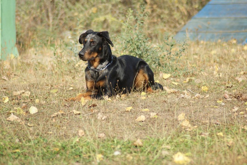 Výcvik  - 26.9. a 3.10. 2009