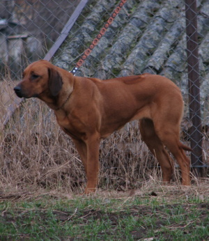 KIGA